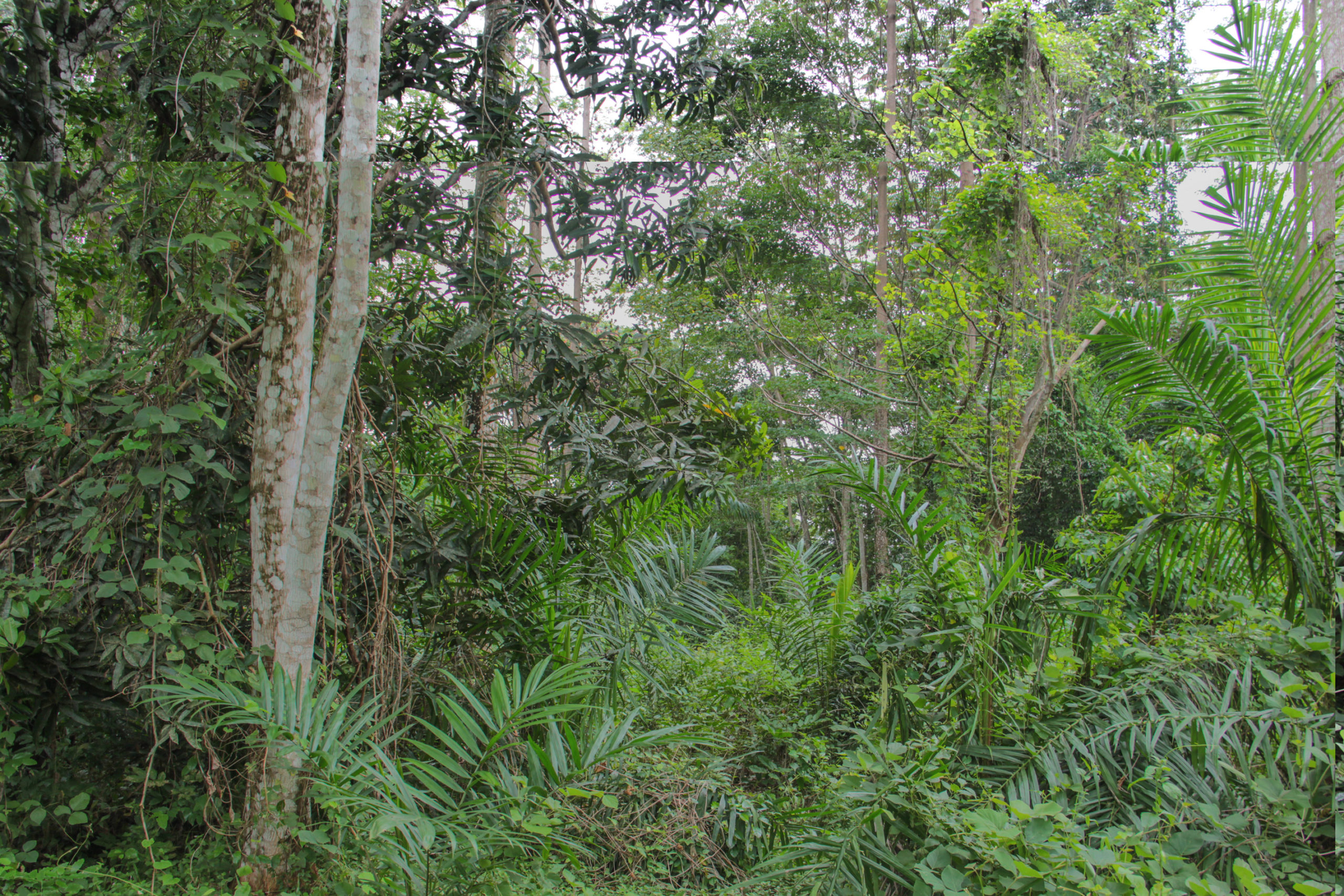 goin-debe-foret-thanry-c-te-d-ivoire